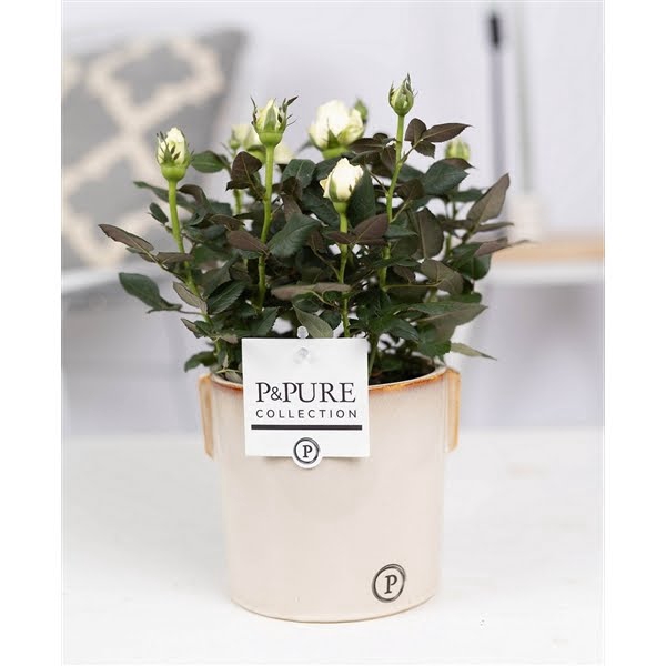 <h4>Rosa white in P&PURE Lauren ceramics</h4>