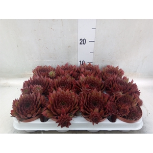 Sempervivum   ...