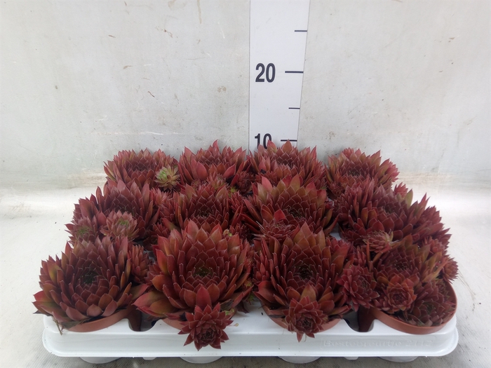 <h4>Sempervivum   ...</h4>