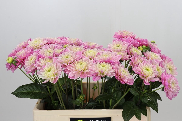 <h4>Dahlia Annamarie</h4>