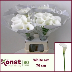 ZANT WHITE ART
