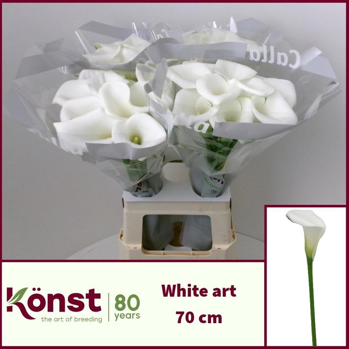 <h4>ZANT WHITE ART</h4>