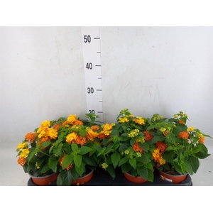 Lantana camara 'Havana Orange'