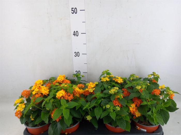 <h4>Lantana camara 'Havana Orange'</h4>
