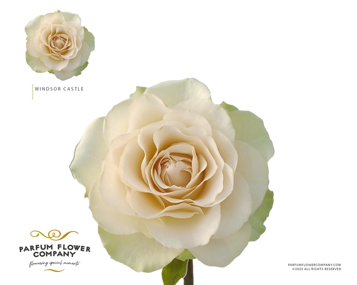 <h4>Rosa Garden Windsor Castle</h4>