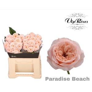 R Kl Paradise Beach Wow!!