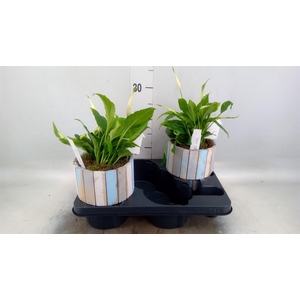 Arr. Planten L%