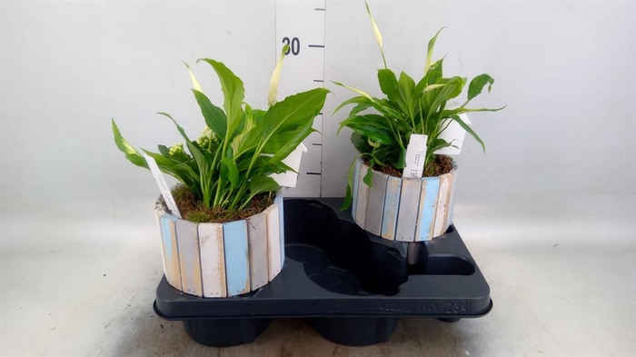 <h4>Arr. Planten L%</h4>
