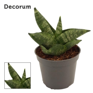 Sansevieria cylindrica 'Boncel'