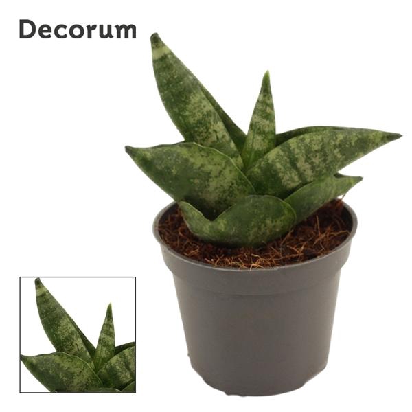 <h4>Sansevieria cylindrica 'Boncel'</h4>