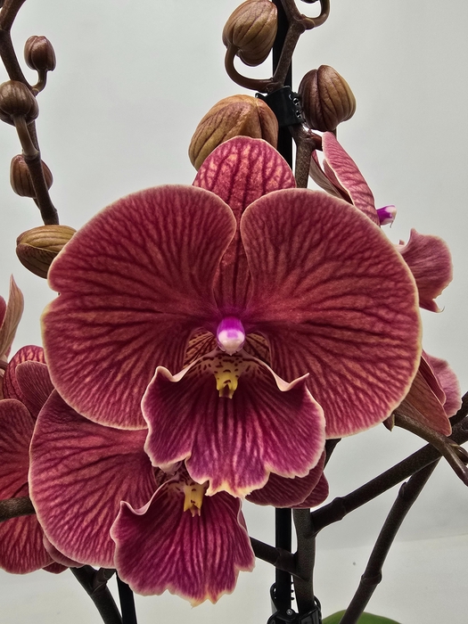 <h4>Limited 63 week 6</h4>