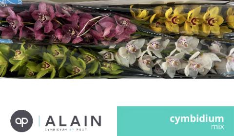 <h4>MIX 80cm x 4.</h4>