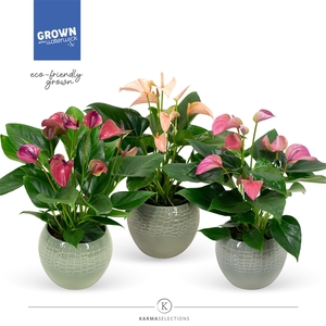 Mimesis Anthurium KARMA Multiflora mix - Bolivia Green