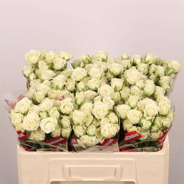 <h4>R TR SNOWFLAKE</h4>