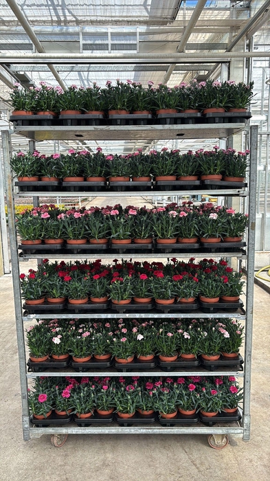 <h4>DIAN OSC GEM</h4>