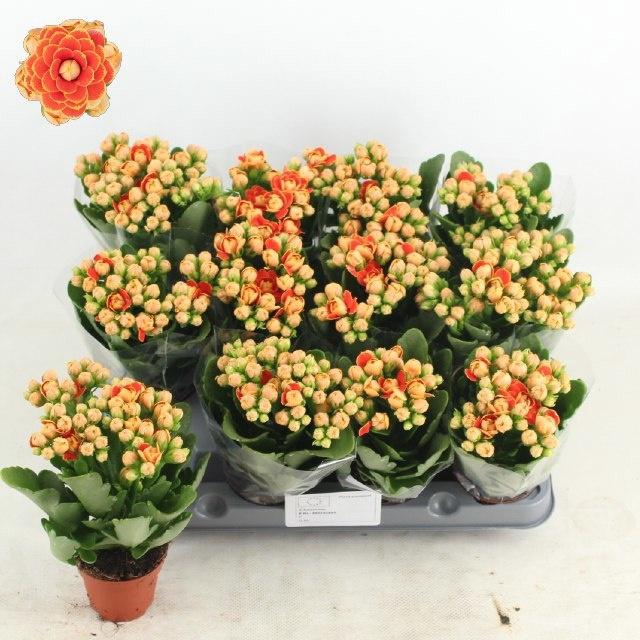 <h4>KALAN CALAN LUIJK GENEVA P6</h4>