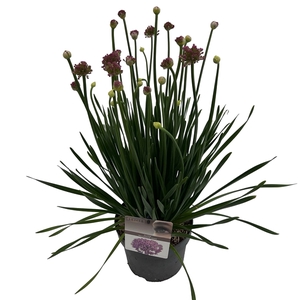 Allium 'Millenium'® sense
