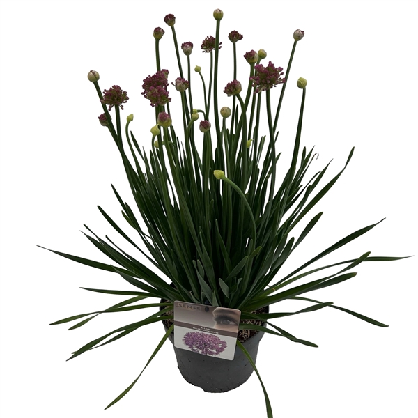 <h4>Allium 'Millenium'® sense</h4>