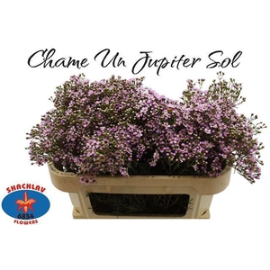 CHAME UN JUPITER SOL