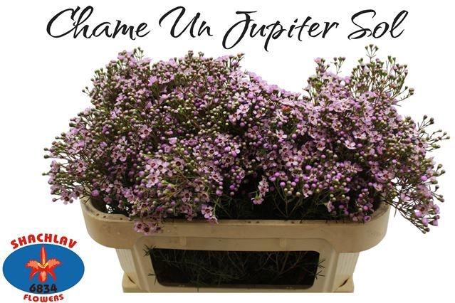 <h4>CHAME UN JUPITER SOL</h4>