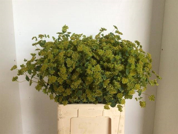 <h4>BUPLEURUM GRIFFITHII</h4>