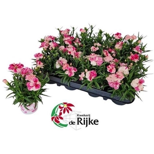 Mini Anjer Pink&Proud