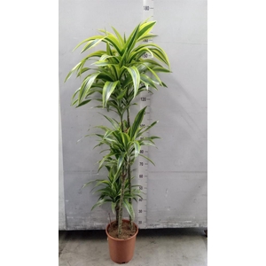 Dracaena fr de 'LemonLime'