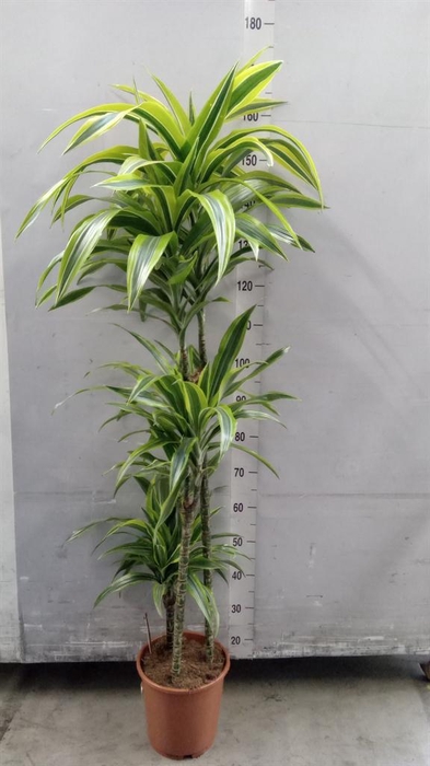 <h4>Dracaena fr de 'LemonLime'</h4>