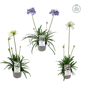 Agapanthus 30-35 /2 liter 'Mix'