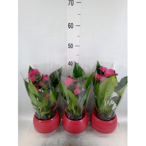 Anthurium andr. 'Pure Purple'