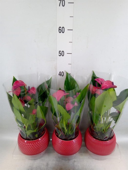 <h4>Anthurium andr. 'Pure Purple'</h4>