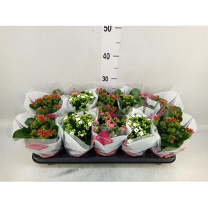 Kalanchoe blos.   ..mix 4