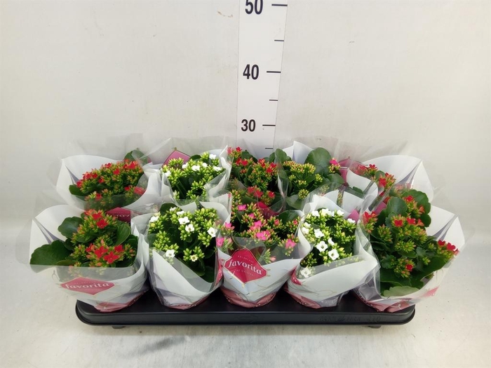 <h4>Kalanchoe blos.   ..mix 4</h4>