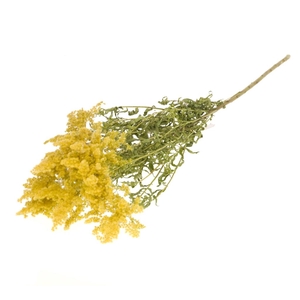 Solidago Flower Natural Yellow