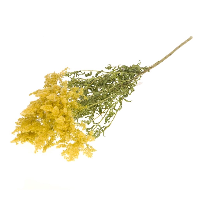 Solidago Flower Natural Yellow