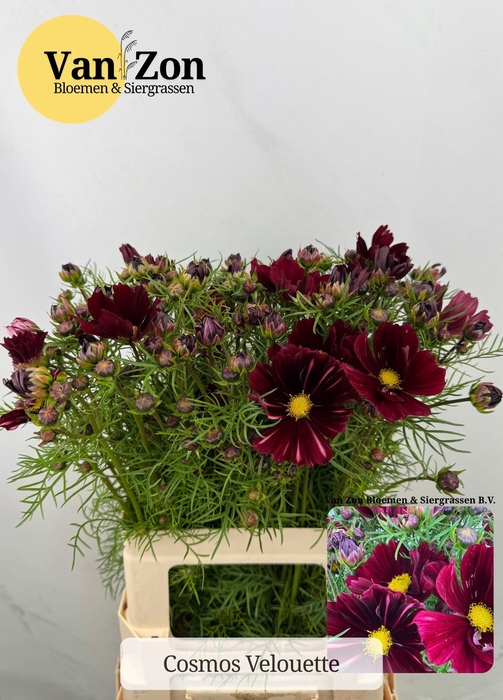 <h4>COSMOS BIPINNATUS</h4>