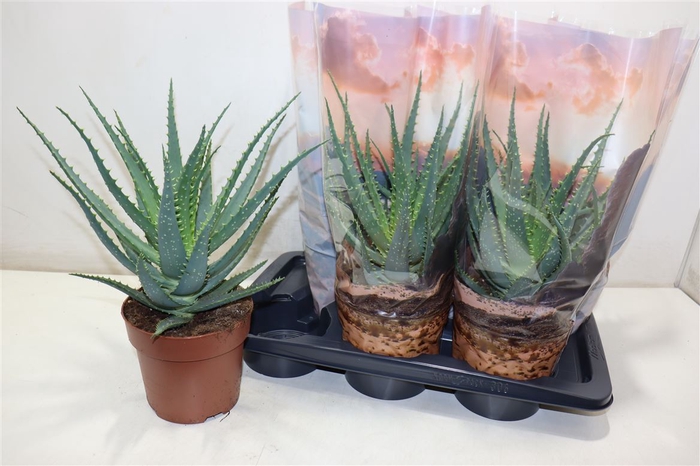 <h4>Aloe Arborescens</h4>