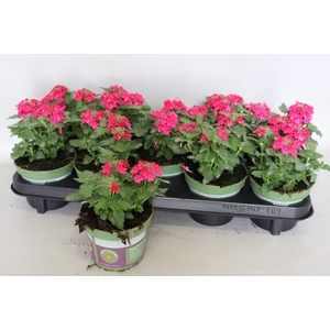 Verbena Neon Pink
