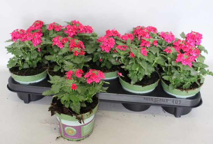 <h4>Verbena Neon Pink</h4>
