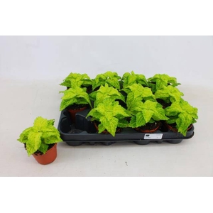PLANTEN OV