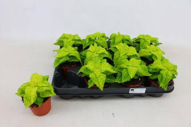 <h4>PLANTEN OV</h4>