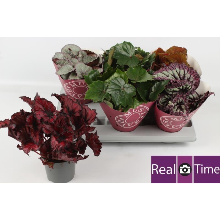 <h4>BEG BEL GEM</h4>