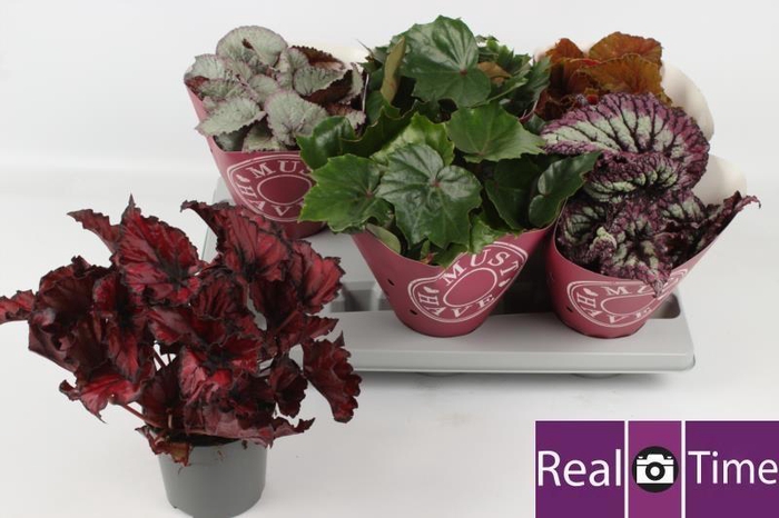 <h4>BEG BEL GEM</h4>