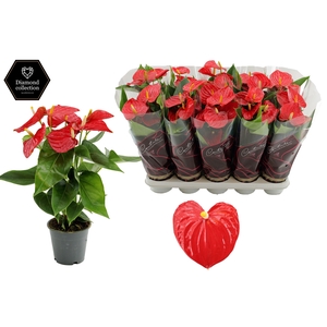 Anthurium 12 cm Esudo in Couture Diamond Line Purple sleeve
