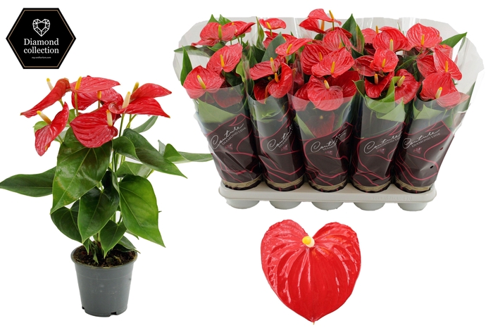 <h4>Anthurium 12 cm Esudo in Couture Diamond Line Purple sleeve</h4>