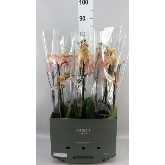 <h4>Phalaenopsis   ...</h4>