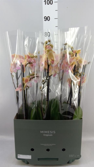 Phalaenopsis   ...