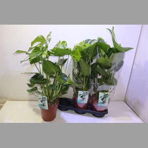 Monstera Deliciosa
