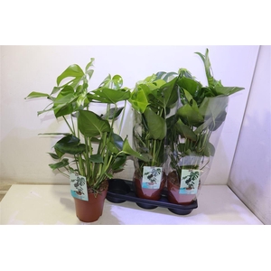 Monstera Deliciosa