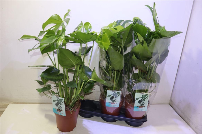 <h4>Monstera Deliciosa</h4>